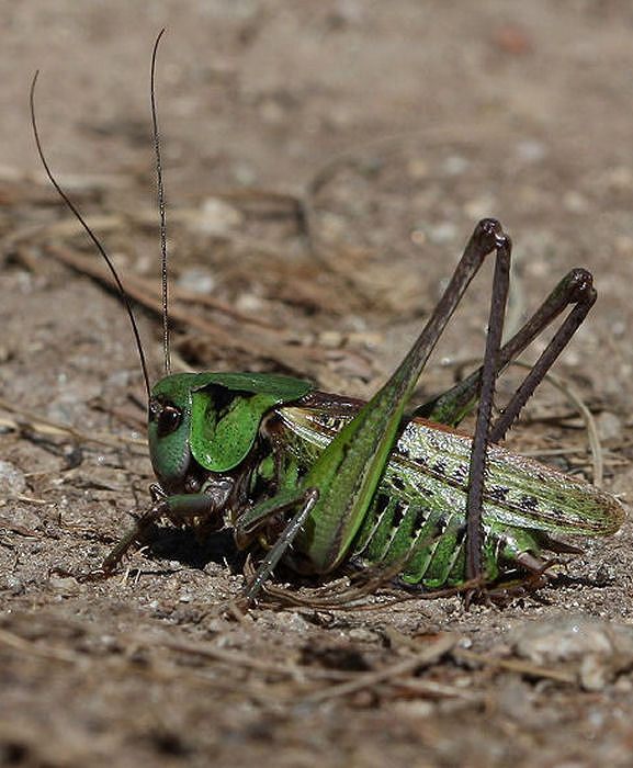 Decticus verrucivorus